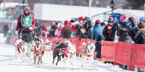 HaagenDaz Siberians & Coldgait Alaskans